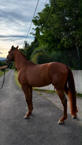 Exceptionnel pre alezan entier 5 ans  1m75 