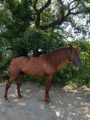 Exceptionnel pre alezan entier 5 ans 1m75