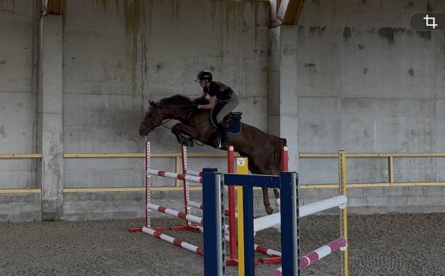 Hongre de 5 ans - mental & puissance