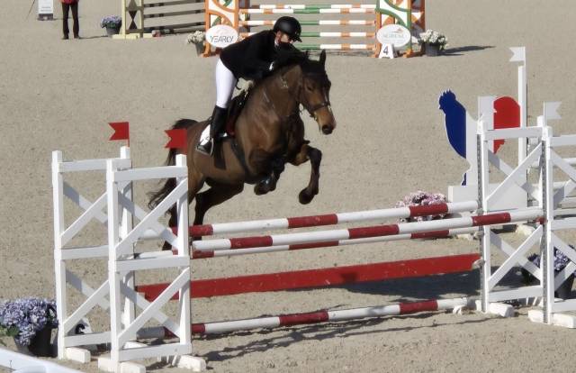 Jument cso 10 ans sf