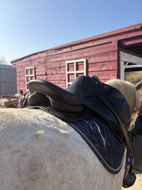 Selle rebelle (forestier)