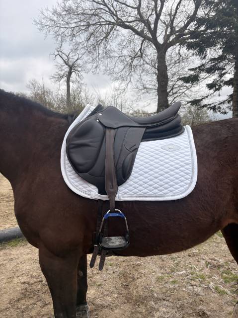 Selle rebelle (forestier)