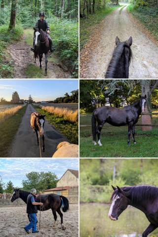 Jument arabe barbe pp