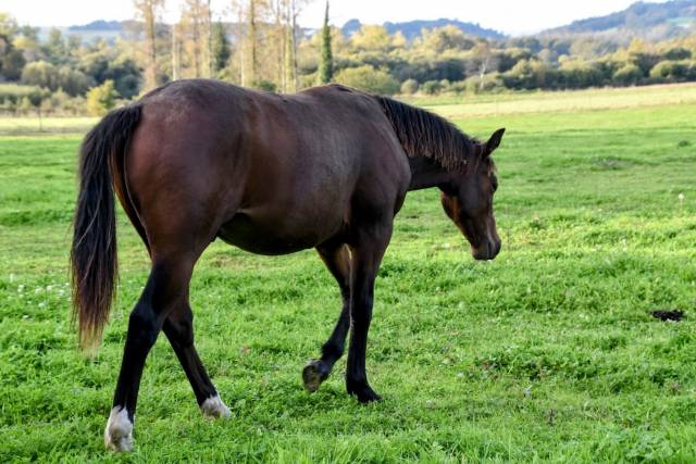 Quarter horse pp fondation - top mental - 2 ans - dispo