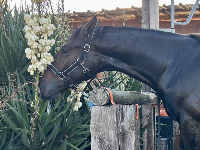 Av hongre 2 ans génétique sport