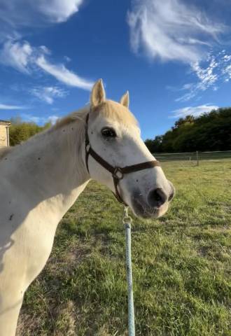Poney à vendre camarguais de 26 ans
