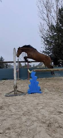 Jument selle français 2024 cooper- diamant