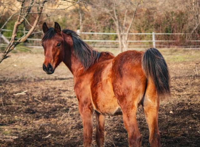 Hongre pur-sang arabe pleins papiers