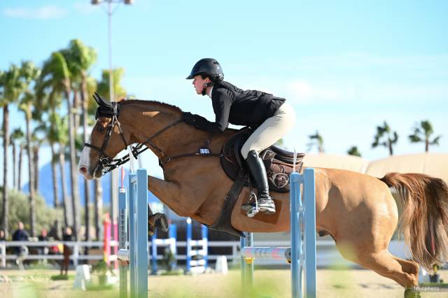 Cheval pour sauter des petites épreuves 