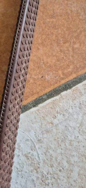 Bridon complet avec mors aiguille