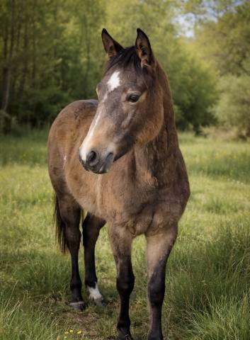 Pouliche quarter horse isabelle pp
