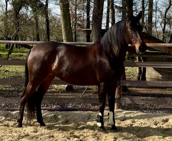 ?pre 12 ans–jument coup de cœur, gentille et appliquée