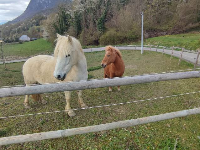 Poneys de loisirs