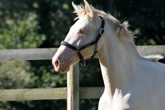 Magnifique jument  2 ans pré perlino aux yeux bleus 