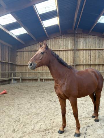 Hares - demi-pension 