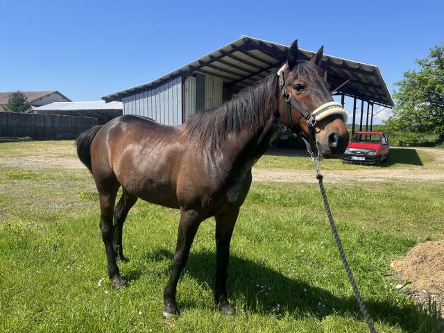 écho du lupin, trotteur français au grand cœur