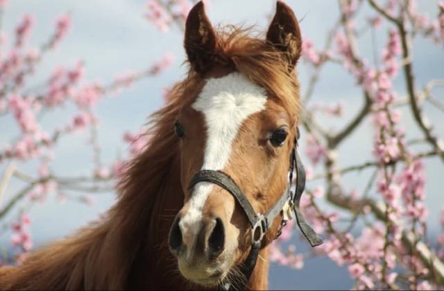 Pouliche dsa (paint horse/psar)