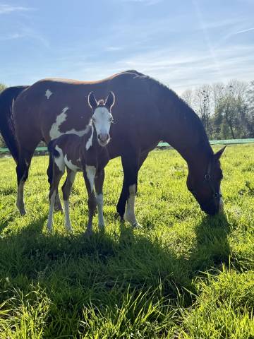 Jument et poulain paint horse 