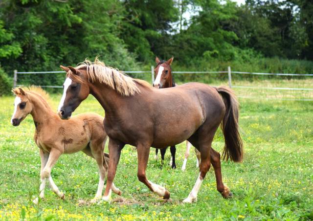 jument welsh pony pp de 10 ans importée pays de galles
