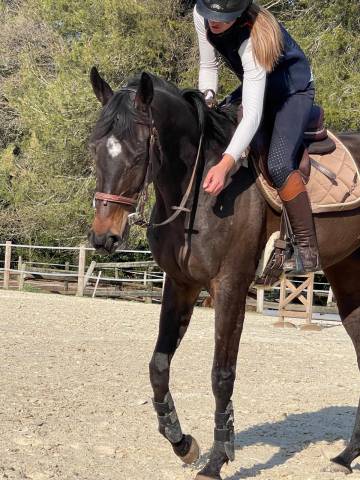 Chevaux de sport et de loisir à vendre