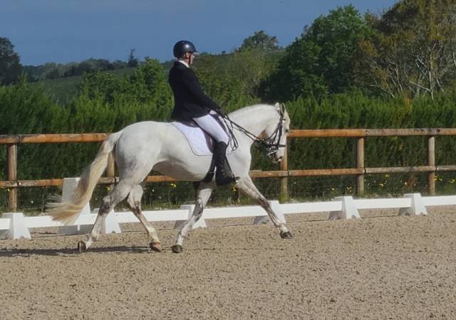 Cheval pur sang lusitanien, 164 cm, gris, 9 ans