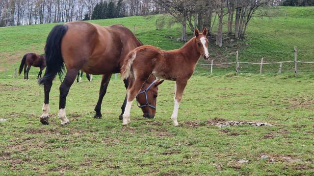 A placer pour cet automne pouliche fm dynamite