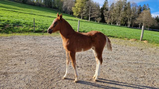 A placer pour cet automne pouliche fm dynamite