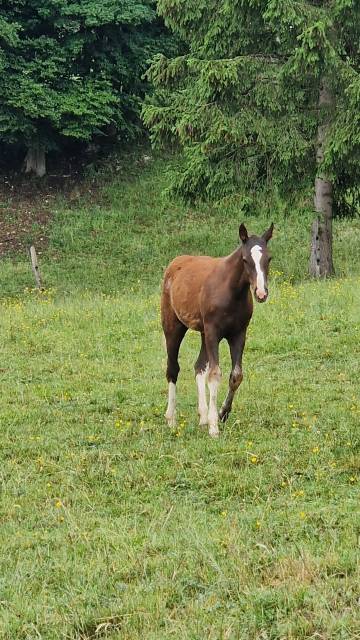 A placer pour cet automne pouliche fm dynamite