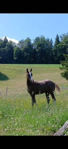 A placer pour cet automne pouliche fm dynamite