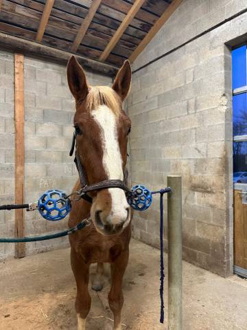 Hongre 4 ans sf par quabri de l'isle