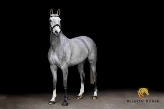 Ogrion des champs x clintissimo z