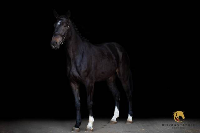 Impress-k van 't kattenheye z x cornet obolensky