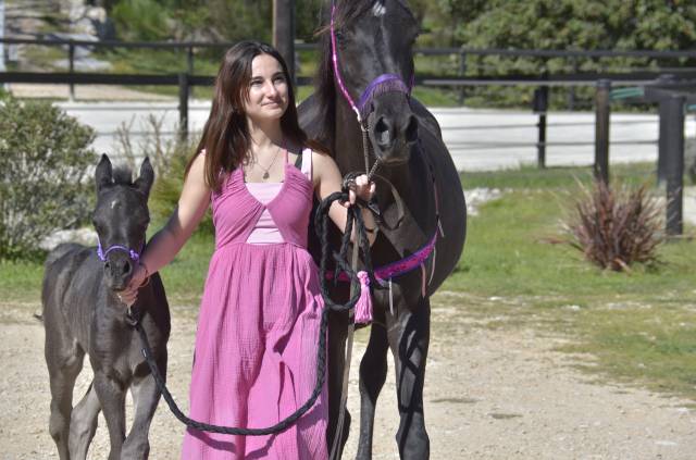 Vendue / pouliche psa pur-sang arabe noire homozygote 