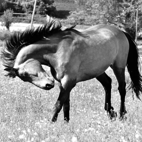 Offre de recrutement – apprentis palefrenier soigneur 