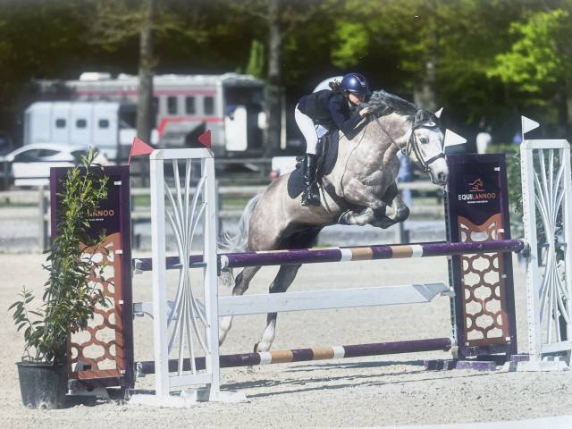 Poney connemara à vendre 