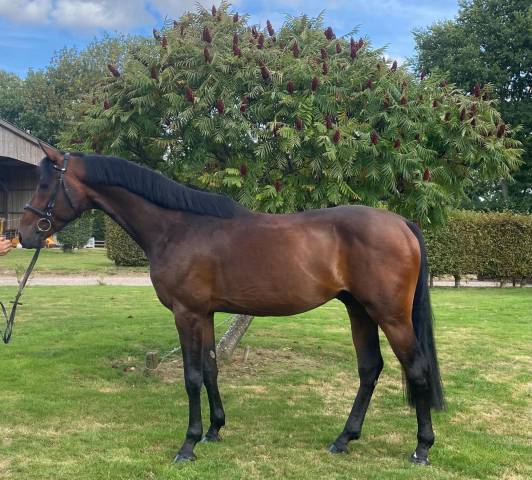 Jeune cheval de dressage - 5 ans - petit prix 