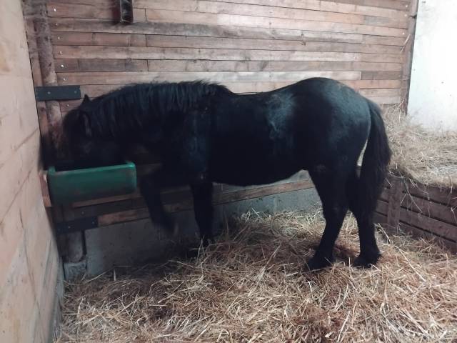 Yearling entier mérens pp