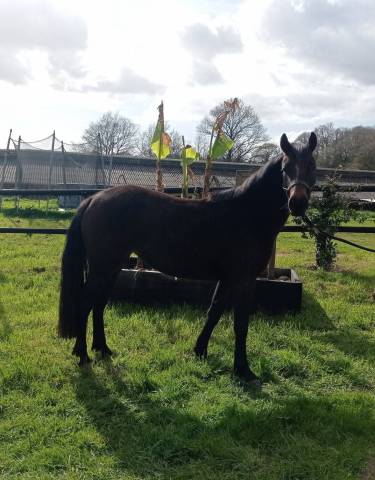 Jument de 4 ans