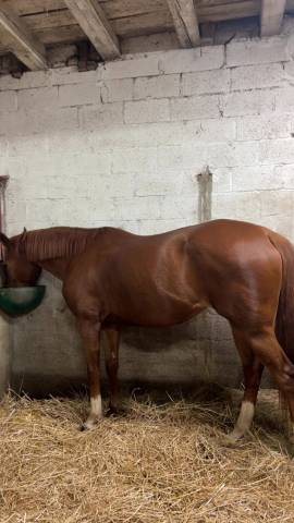 Jument pp à vendre – 9 ans – alezane