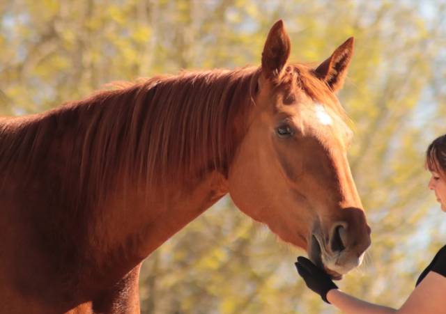 Kaline de castelnau, jument 6 ans, alezane, competition