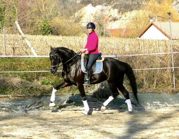Superbe hongre de dressage 7 ans 