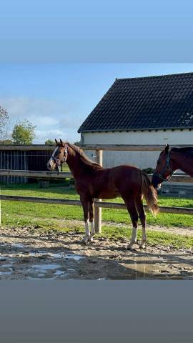 Magnifique pouliche de 1 an avec des superbes origines