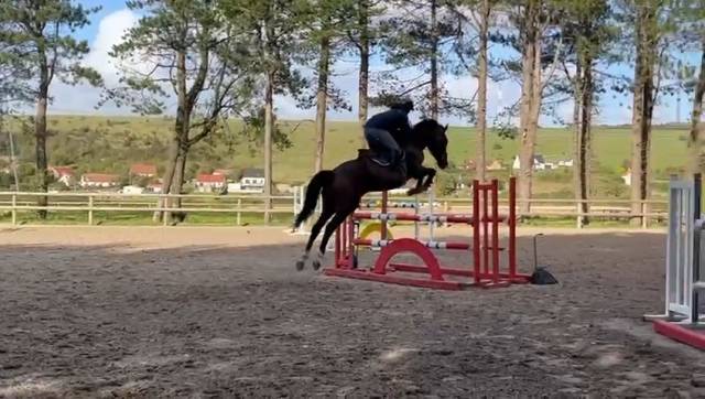 Cheval de 7 ans par quintero