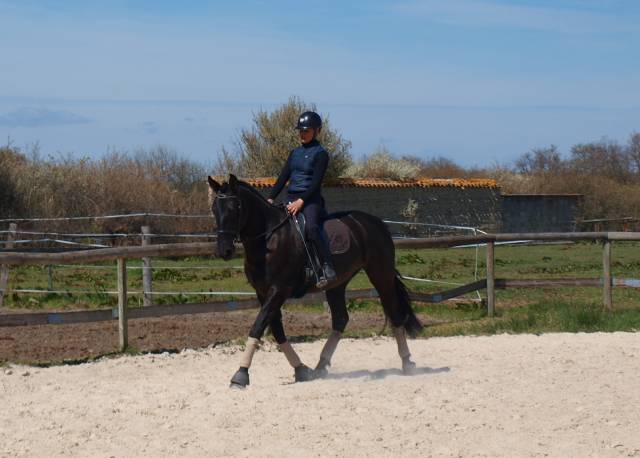 Jument dressage pure race espagnole 5 ans