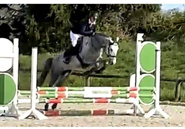 Minoss de lalande pfs 4 ans hongre