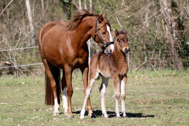 Mâle pfs - origines dressage 