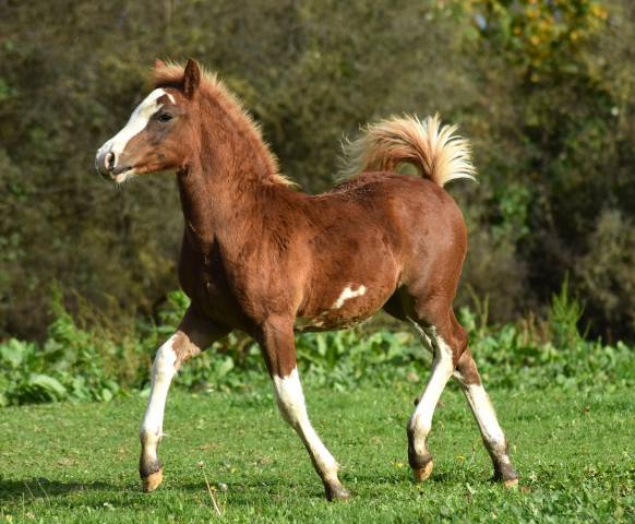 Welsh type cob section c pp mâle, né 2025