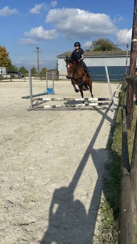 Jument trotteuse baie