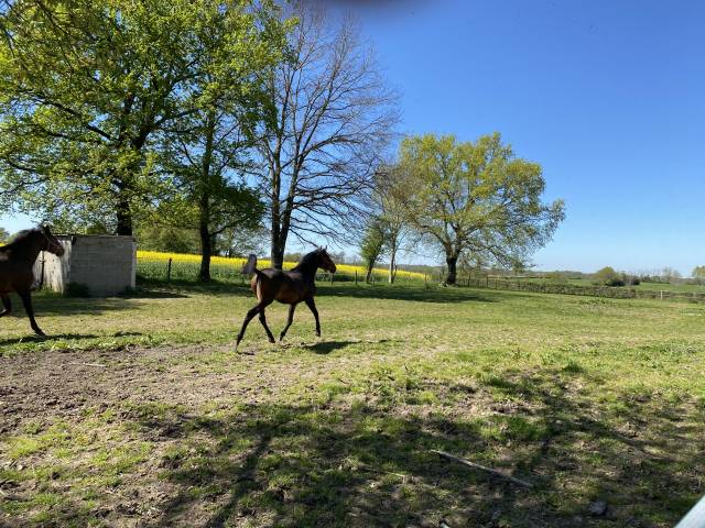 Pouliche lusitanienne pp 