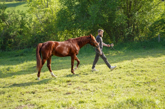 Oakland rock star — pouliche appaloosa x quarter horse